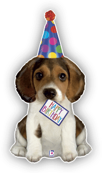 Birthday Pup
